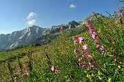 10 Fioriture multicolori con vista in Cavallo-Pegherolo